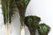 Real Peacock Feathers