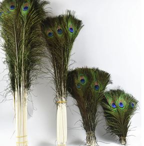 Real Peacock Feathers