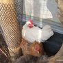 American Rooster Image 2