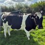 Incalf heifers Image 4