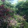 Japanese Acer Maple varieties Image 4