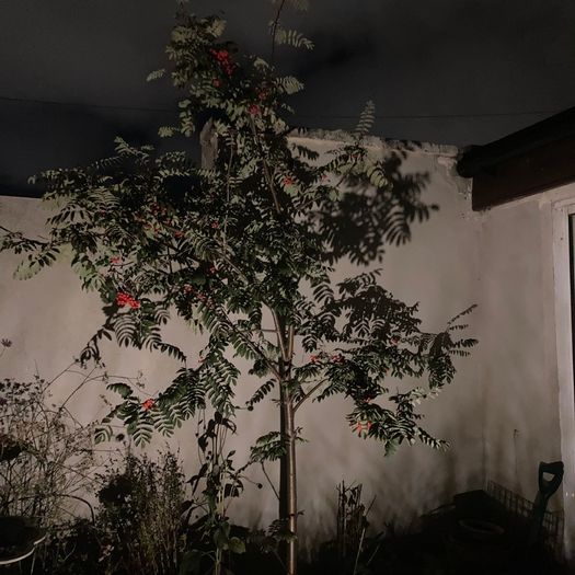 3x low voltage garden lights; 250 lumen, warm white LEDs, 12 metre cable.