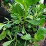 African Daisy trailing perennial Image 4