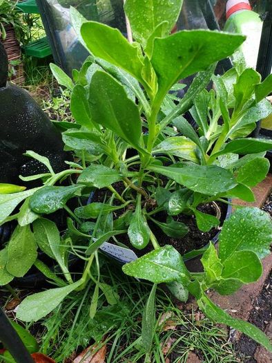 African Daisy trailing perennial