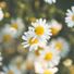daisy684