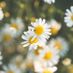 daisy684