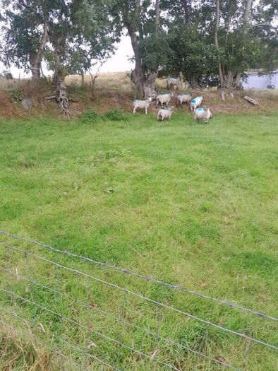 8 Crossbreed  hodgets