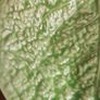 Vintage cabbage leaf bowl | English Majolica style dish | decorative bowl | display bowl | lettuce dish | collectible English ceramic dish Image 3