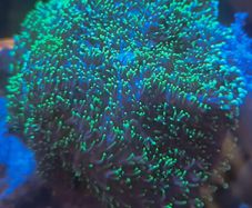 Neon Green Hairy Rhodactis