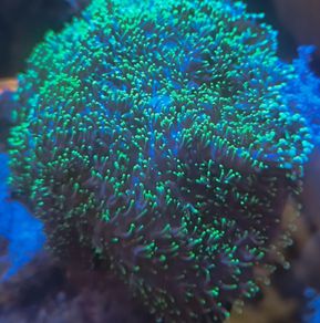 Neon Green Hairy Rhodactis