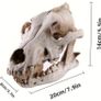 1/1 resin copy of a wolf skull. Image 2