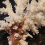 Real large white coral !!!!! Image 2
