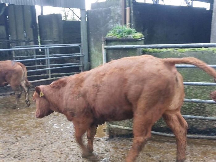 SUPER organic Heifers for Drumshanbo organic sale