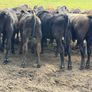 Aberdeen Angus Weanling Bulls Image 6