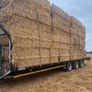 Pea straw/ pea Haulm FODDER Image 2