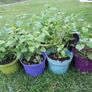 Lemon Balm Plant Image 4