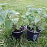 Lemon Balm Plant Image 2
