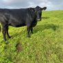 Incalf heifers Image 2