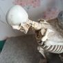 Large halloween skeleton candle stand Image 5