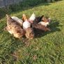 Coops and hen's Image 3