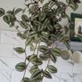 Trailing house plants.Mature and young. Image 6