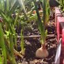 Walking Onion (Perennial) Image 2