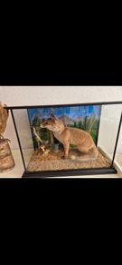 Taxidermy Fox & Buzzard