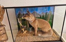 Taxidermy Fox & Buzzard