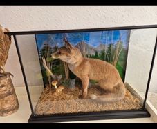 Taxidermy Fox Cub & Buzzard