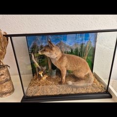 Taxidermy Fox Cub & Red Kite