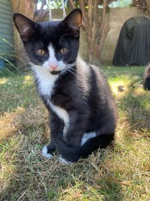 Kitten