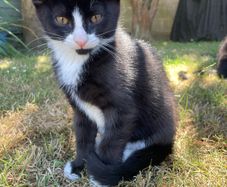 Kitten