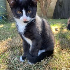 Kitten