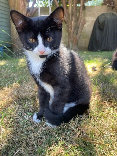 Kitten