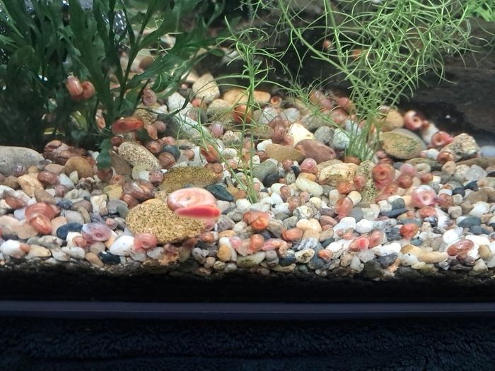 ramshorn snails