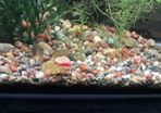 ramshorn snails