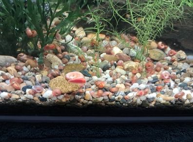 ramshorn snails
