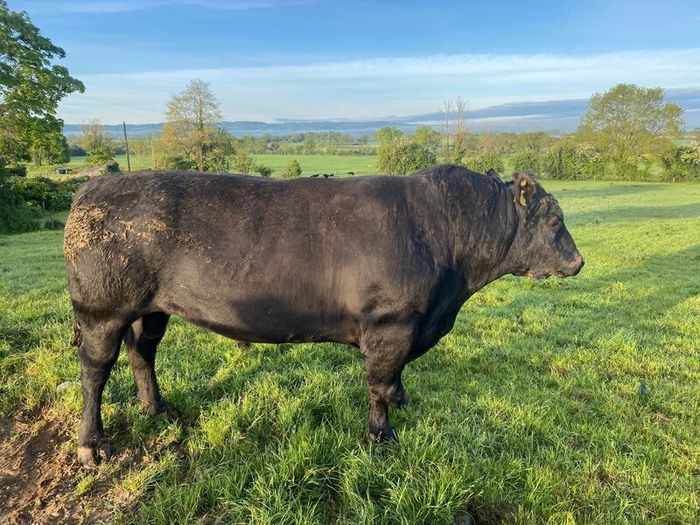 Angus Bull