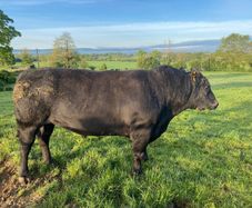 Angus Bull