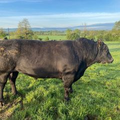 Angus Bull
