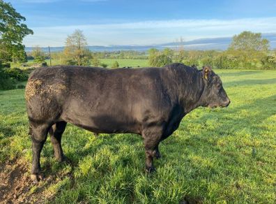 Angus Bull