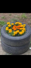 Two old tyres for free