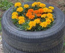 Two old tyres for free