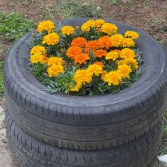 Two old tyres for free