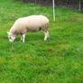 Ewes (4) , Ewe Lambs (6) Ram Lambs (6) PBR Texel . Image 3