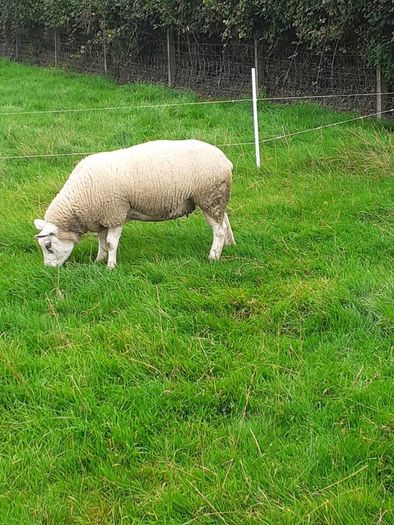 Ewes (4) , Ewe Lambs (6) Ram Lambs (6) PBR Texel .