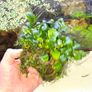 plants Image 10