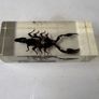 Vintage encapcilated scorpion in resin Image 5