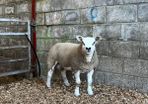 Pedigree texel ram lambs and ewe lamb for sale