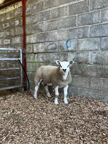Pedigree texel ram lambs and ewe lamb for sale